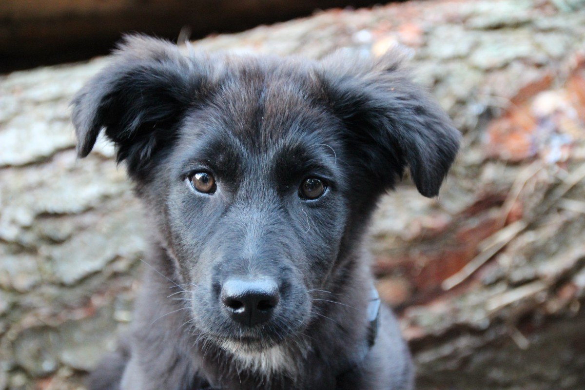 Celebrate National Mutt Day This December: Why Mixed-Breed Dogs Are the True Gifts of the Season