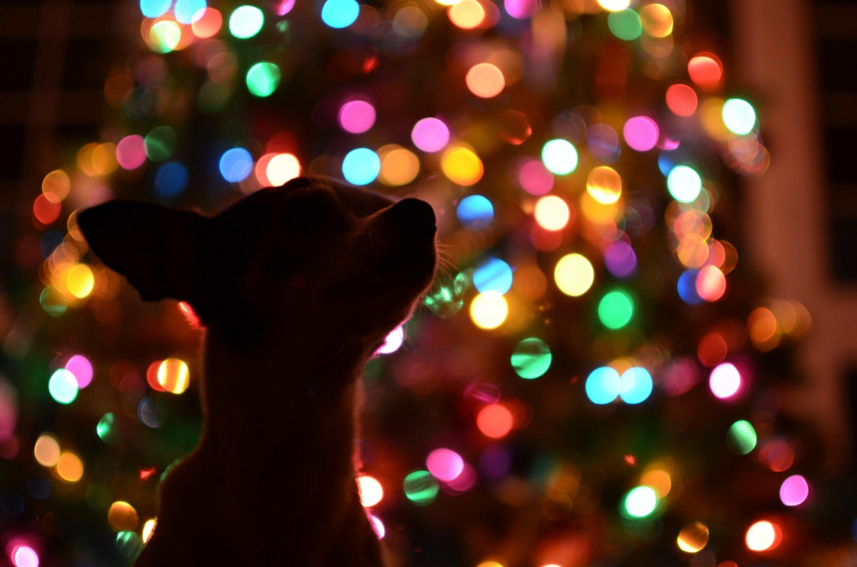 A Merry, Bright, and Safe Holiday Season: Pet Safety Tips for Holiday Décor