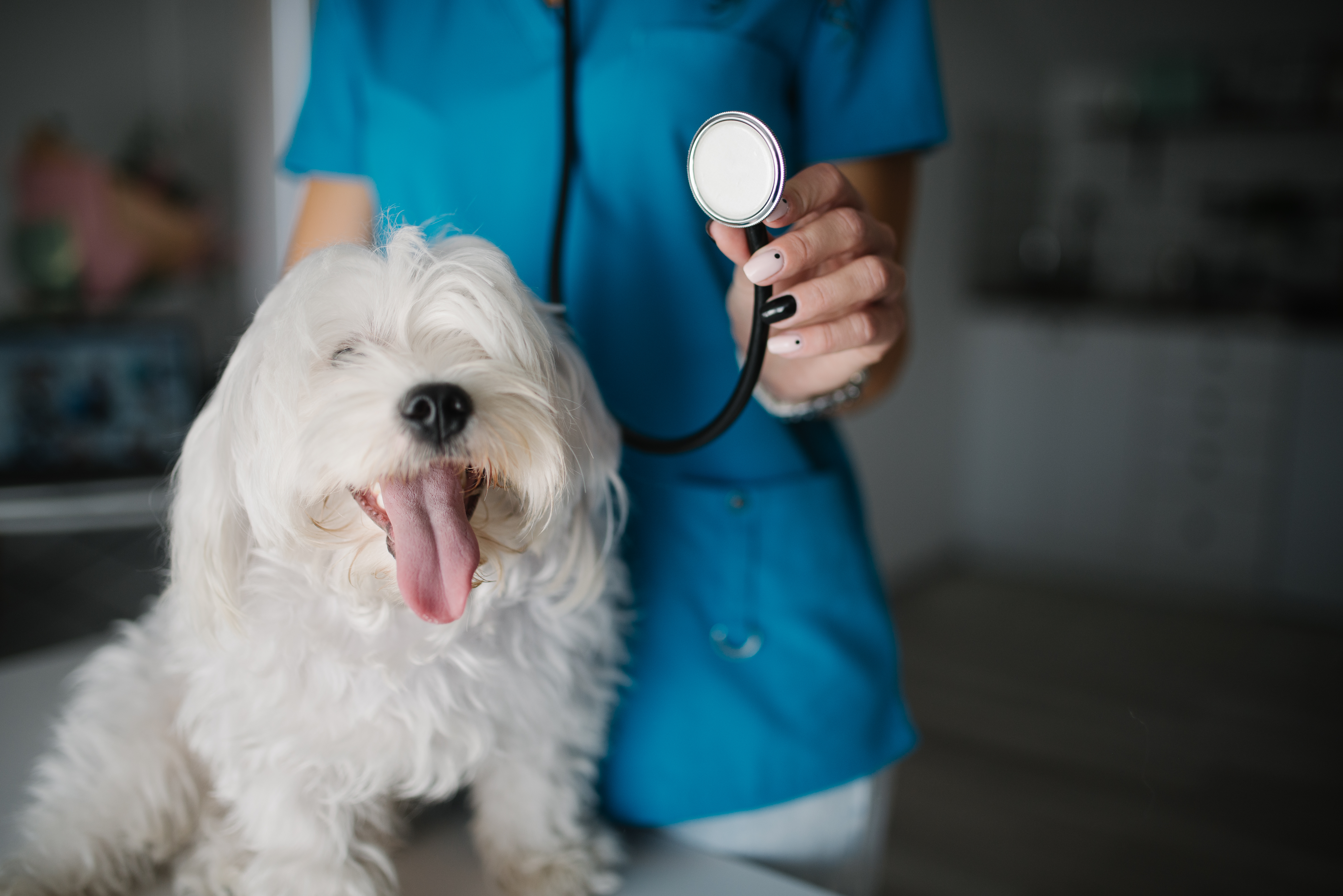 First vet visit for dogs