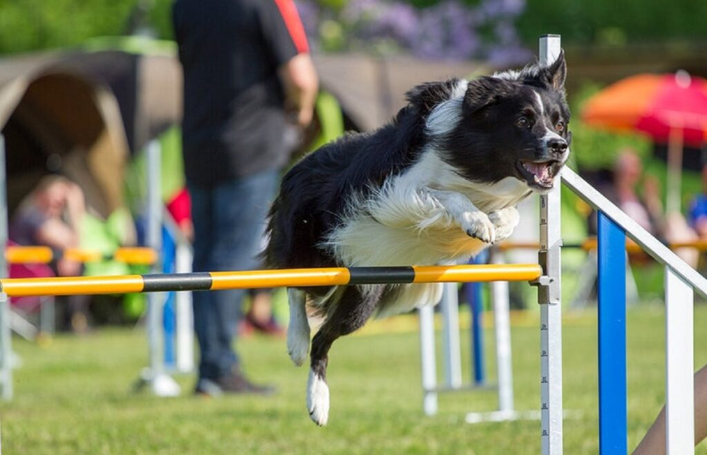 Dog Sport Spotlight: A Comprehensive Guide to Dog Agility Training, History, and Benefits